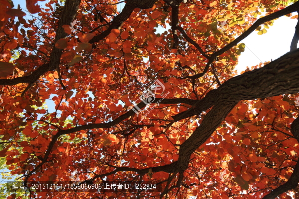 紅葉