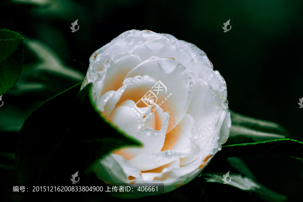 白茶花