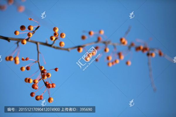 野果