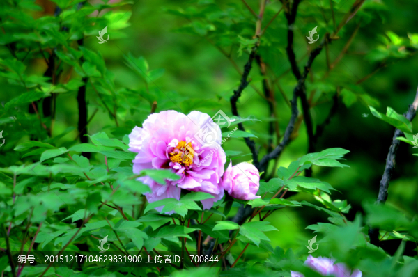 粉色牡丹花