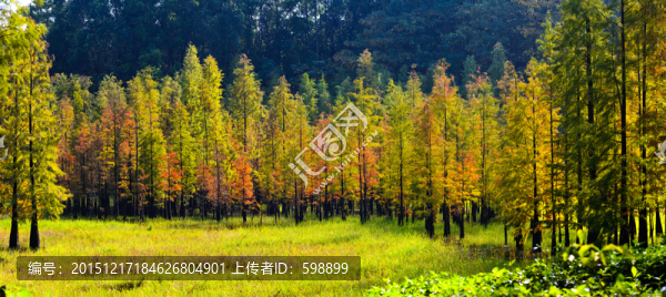 秋天水杉林
