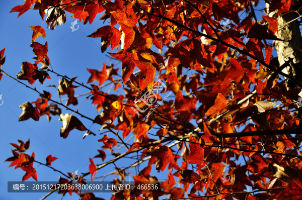 紅葉