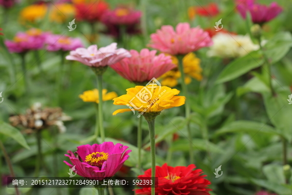 花朵