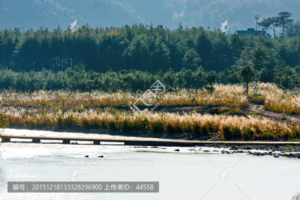 蘆葦,楠溪江