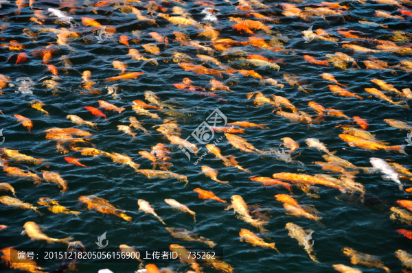 一群金魚