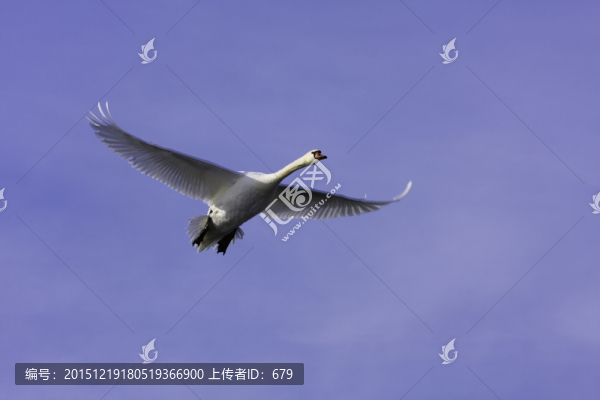 飛翔,天鵝