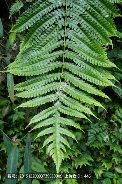 蕨類(lèi)植物,蕨葉,Fern