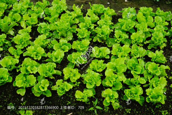 蔬菜種植