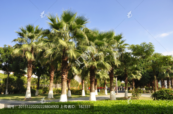 棕櫚林
