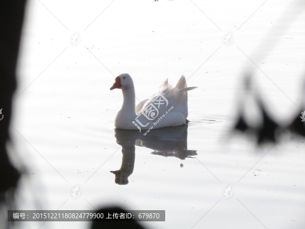 一只白鵝