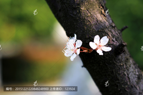 春花唯美