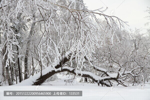 玉樹瓊枝,霧凇