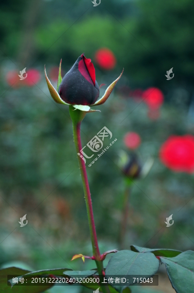 玫瑰花