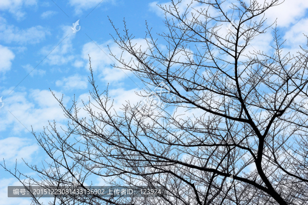 樹木天空