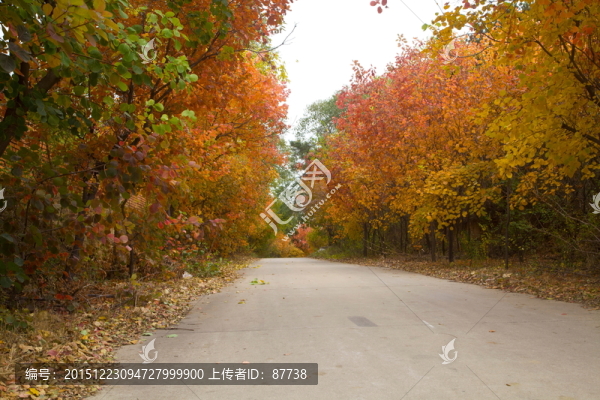 紅葉