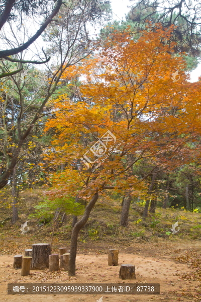 紅葉