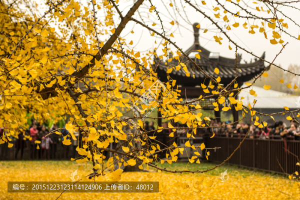 古觀音禪寺秋色