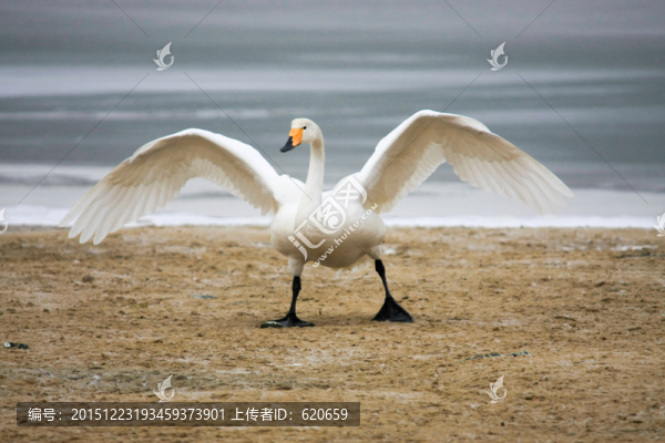 湖邊沙灘降落的天鵝