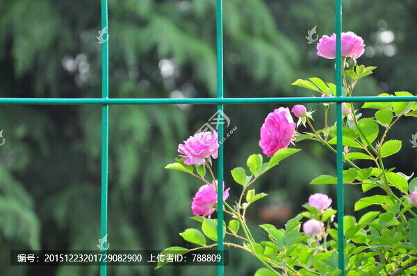 薔薇