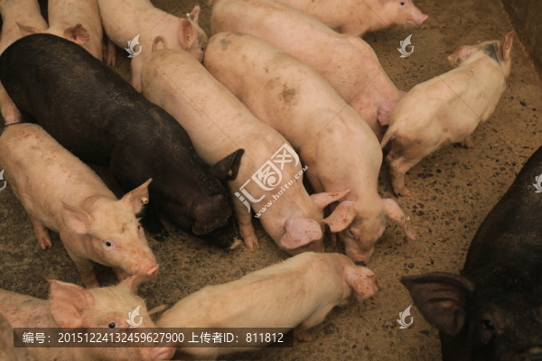 豬,一群小豬