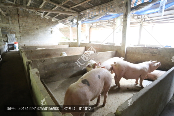 豬欄,豬