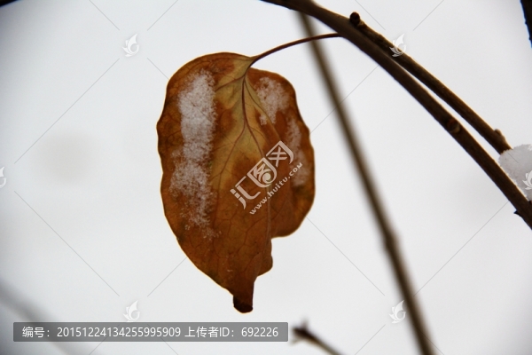 枝頭紅葉