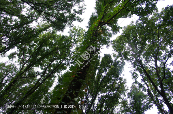 樹林看天