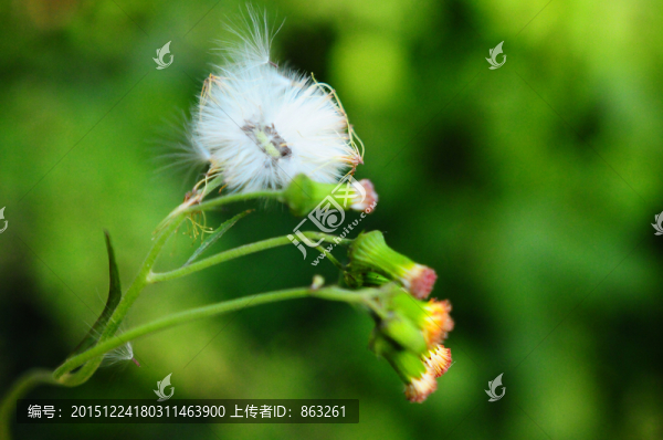 蒲公英