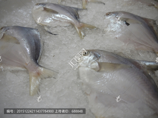 冰鮮鯧魚
