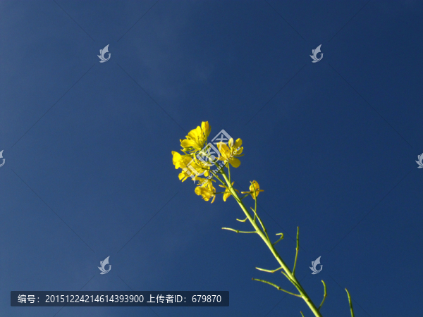 油菜花