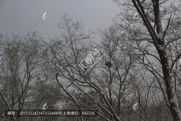 樹