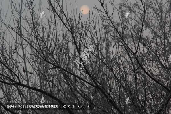 樹(shù)枝