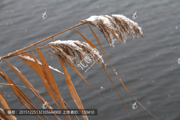 蘆葦,冬天
