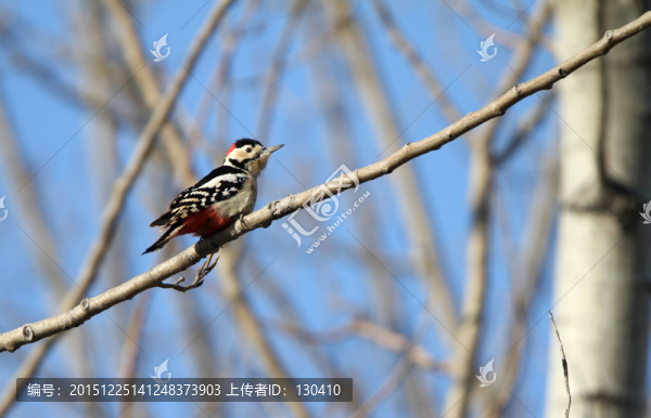 啄木鳥