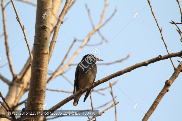 灰椋鳥