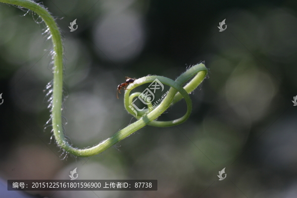 藤蔓
