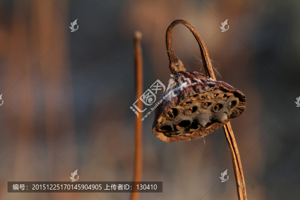 蓮蓬