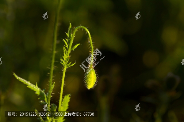 藤蔓