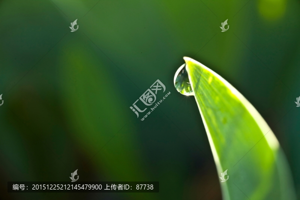 枝葉
