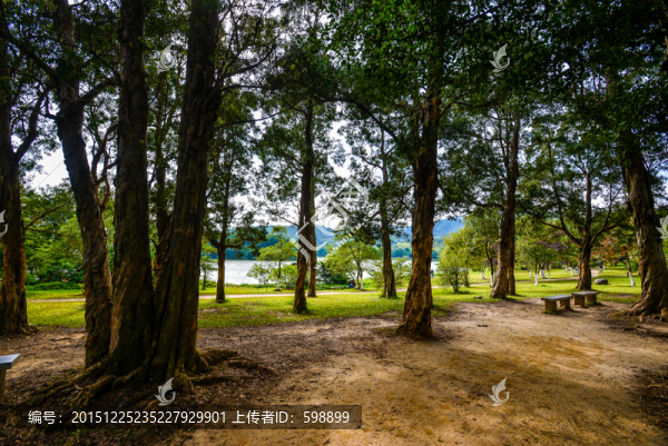 陽光樹林