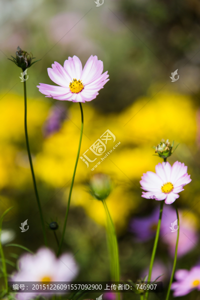 波斯菊