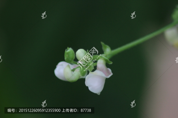 花朵