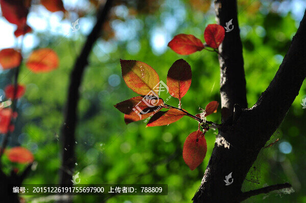紅葉