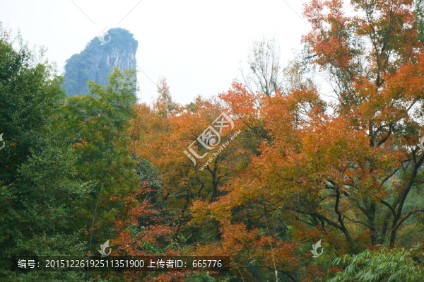 紅楓