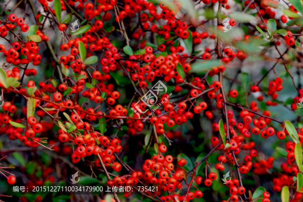 紅果子