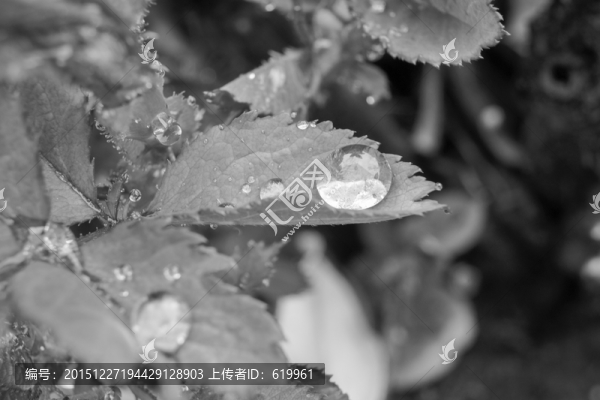 黑白,葉子,水珠