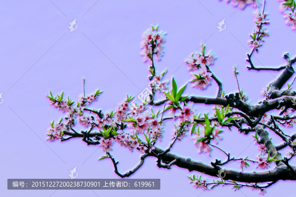 桃花枝,裝飾畫