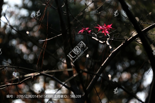 紅楓葉
