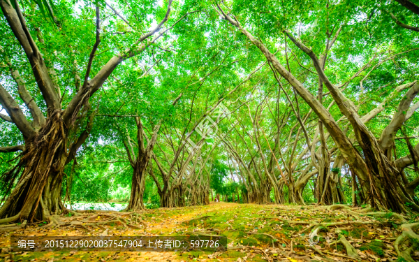 樹林小路