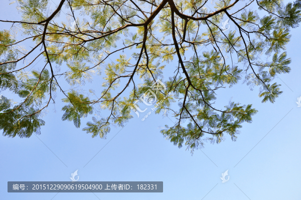 冬季枝葉